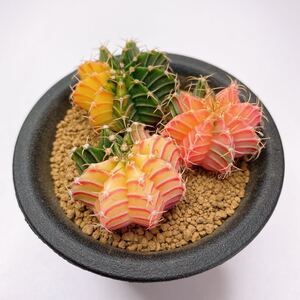 多肉植物 サボテン 3点セット ギムノカリキウム 緋牡丹錦 LB2178 斑入り 抜き苗