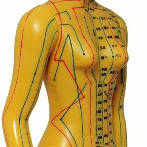 人体模型 ツボ 針灸 鍼灸経穴模型 経絡 モデル 整体 マッサージ 学習用 52.5cm 女性 ハード タイプの画像6