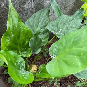 クワズイモ苗