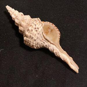 Fusinus (Marmorofusus) nicobaricusチトセボラ　貝　貝殻　標本 インテリア