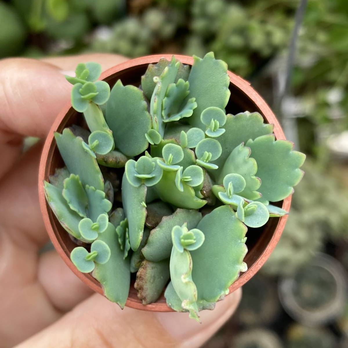 夏セール開催中 Max80 Off 多肉植物 マザーリーフ 子宝草 の子株3つ 植物 観葉植物 夏セール開催中 Max80 Off 多肉植物 マザーリーフ 子宝草 の子株3つ 植物 観葉植物