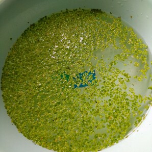 メダカ 隠れ家の新品 未使用品 中古品 Paypayフリマ メダカ 隠れ家の新品 未使用品 中古品 Paypayフリマ