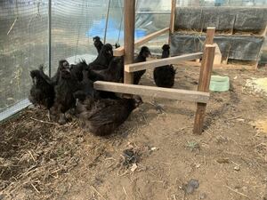黒烏骨鶏種卵有精卵孵化用5個