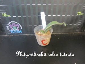 ビカクシダ Platy.wilinckii celso tatsuta,,,,,,C