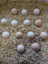 コジュケイ 種卵5個 小綬鶏/こじゅけい_画像3
