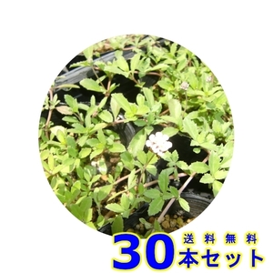 ヒメイワダレソウ　 (白花 リッピア リピア　) 9.0ｐ 30本 グランドカバー　下草　雑草予防