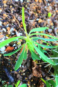 多肉植物　ユーフォルビア・クランディスティナ　逆鱗竜　　幼苗　発根あり　