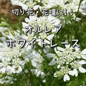 【オルレアのタネ】20粒 種子 種 ホワイトレース オルラヤ 花