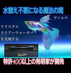 水槽の水が綺麗になります【ヴァルナミニ8㎝】水替え不要で透明度を抜群に保ちます！有害物質や病原菌も強力抑制☆魚が元気に長生きします