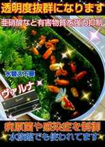 古代魚の飼育者も絶賛！水替え不要になる魔法の筒【ヴァルナミニ23cm】透明度抜群に！有害物質、病原菌も強力抑制！特許400以上の開発者！_画像5