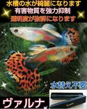 水槽の水が綺麗になります【ヴァルナ8㎝】水替え不要で透明度を抜群に保ちます！有害物質や病原菌も強力抑制！魚が元気に長生きします_画像9