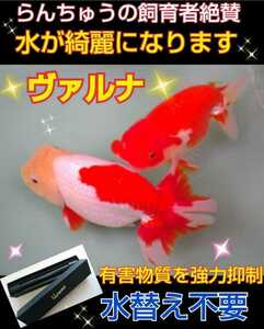 らんちゅうの飼育者絶賛！水槽の水が綺麗になります【ヴァルナ8㎝】水替え不要で透明度を抜群に保ちます☆有害物質や病原菌も強力抑制！