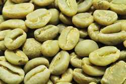 【１０㎏】コーヒー生豆 エチオピア シダモＧ-２ プレミアム 送料無料