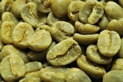 【１㎏】コーヒー生豆 パプアニューギニア　シグリ プレミアム 送料無料
