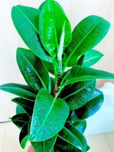レア品種 フィカス・エラスティカアポロ ゴムの木 希少観葉植物