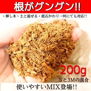 ヤシチップMIX【ポトス アイビー サンスベリア サンセベリア 柚子 桃 苺 レモンの木 コーヒーの木 韓国苗 薔薇 紫陽花等に】