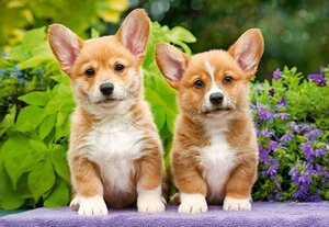 TR 104659 1000ピース ジグソーパズル ポーランド発売 ウェルシュ・コーギー・ペンブローク Welsh Corgi Puppies