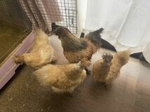 烏骨鶏　有精卵５個　アメリカンシルキー　米国シルキー　米国烏骨鶏　米国　シルキー　ふわふわ　種卵　受精卵　孵化用　有精卵　卵_画像9