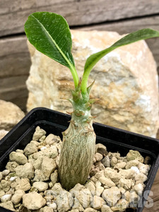 【送料無料】〈新入荷〉種子 10粒 パキポディウム バロニー Pachypodium baronii No.2