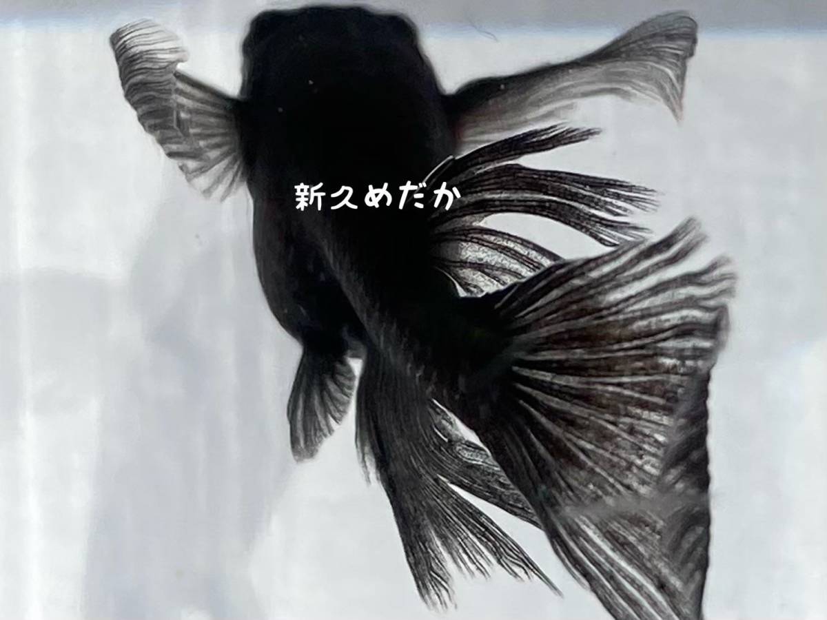メダカファーム本陣 Sp 1 西郷めだか様直系 強上見ラメタイプ ブラックダイヤ 若魚 1 2 Cna Gob Bo