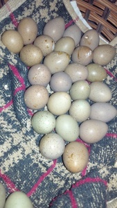 姫鶉２５個の有精卵セット＋産卵あればオマケ