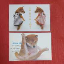 日本犬 柴犬/シバイヌ ポストカード2枚セット（A）しば犬_画像1