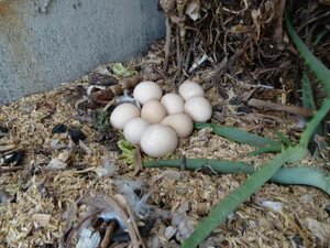 烏骨鶏の卵　有精卵　１０個　（孵化＆食用）