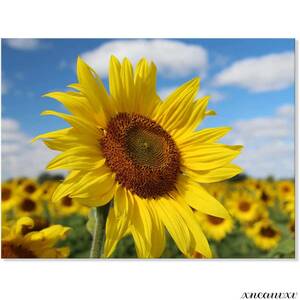 Art hand Auction Stilvolle Kunsttafel, Sonnenblume, blauer Himmel, weiße Wolke, Innenwandbehang, Raumdekoration, Naturlandschaft, Leinwand, Holzrahmen, stilvolle Wandkunst-Renovierung, Kunstwerk, Malerei, Grafik