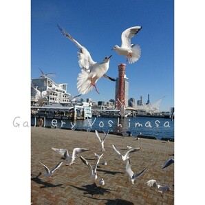 みなと神戸に咲く華 「ユリカモメ」 2L判サイズ光沢写真縦 写真のみ 送料無料