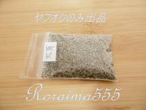 大草海岸の砂　ヤフオクのみ出品！　愛知県　Beach Sand　Japan Aichi Prefecture_画像3