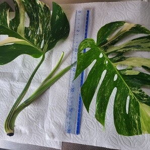 【訳あり特価!!】モンステラ 斑入り トップカット 大葉