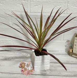 観葉植物!ドラセナ コンシンネレインボー根付き現品苗