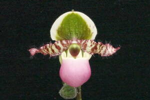 初花一点物 開花中 Paph liemianum('Macrura Ruriko'AM/KPG×'Isabella'BM/JOGA) 原種 パフィオ 洋蘭 