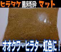 【改良版】ヒマラヤひらたけ菌床粉砕クワガタマット2L☆瓶に詰めるだけ！オオクワ、ヒラタ、ニジイロ、ノコギリ幼虫が大きくなります！_画像10