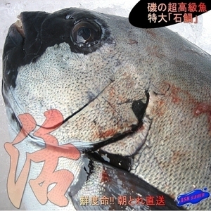 磯の超高級魚「特大活、石鯛2-4kg（キロ売り、代引発送）」不定貫商品、山陰境港産