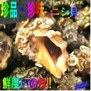 夏だけの、珍味な貝!!「タバコ貝（ニシ）1kg」山陰境港産