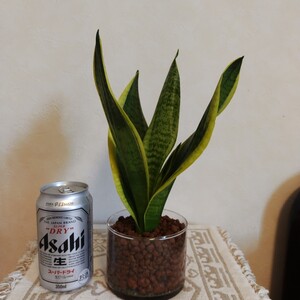 観葉植物 サンスベリア ハイドロカルチャー 空気清浄作用