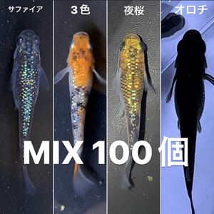 メダカ MIX 有精卵 100個(サファイア 3色 夜桜 オロチ)