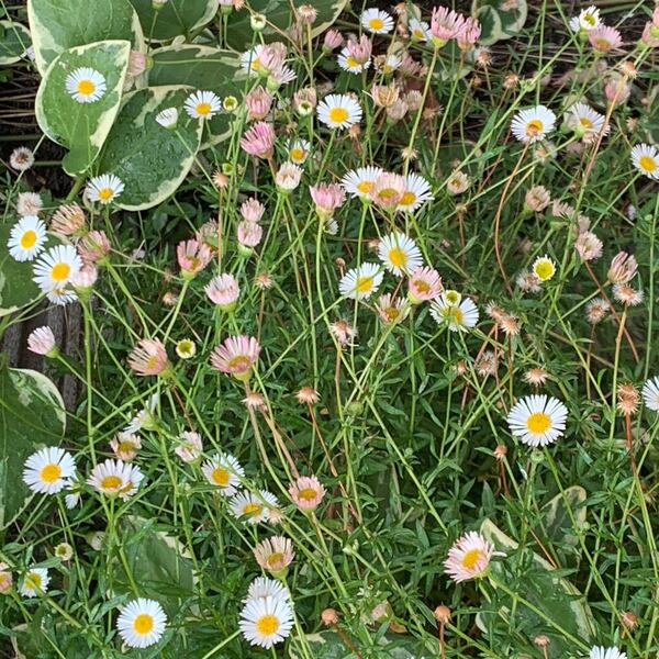 庭のお花たち~抜き苗 オマケツキ