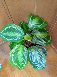 カラテア アナコンダグリーン