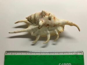 貝殻標本　クモガイ