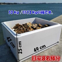 【卵入ってきて超クリーミーな時期到来】生食用 殻付き 牡蠣 ８ｋｇ　牡蠣 殻付き 牡蛎 牡蠣 殻付カキ 加熱出荷時増量１０ｋｇ_画像7