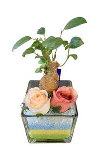 【送料無料】ガジュマル(造花付き) カラーサンド ミニ観葉植物 ギフト プレゼント 贈り物 インテリア