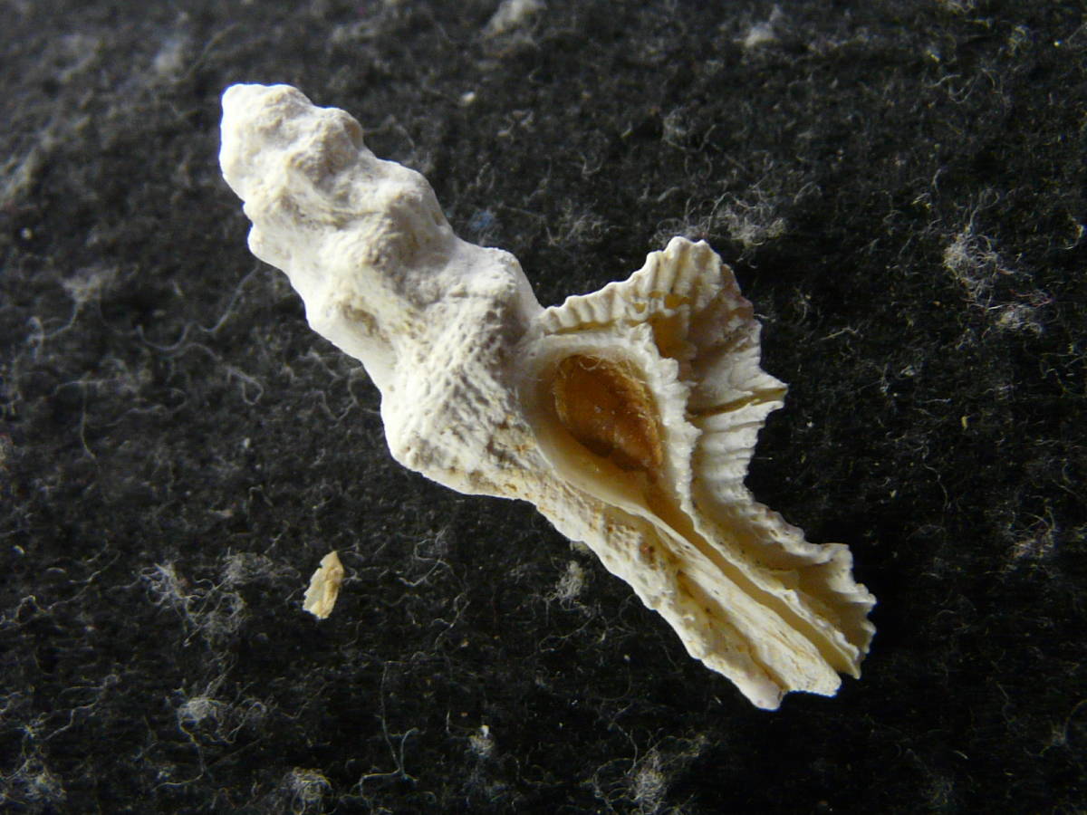 貝の標本 Angariaa sphaerula 貝殻標本 キナノタカベ