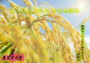 食味抜群!！大粒米　令和3年宮城県100%ひとめぼれ　玄米約24kg 送料無料