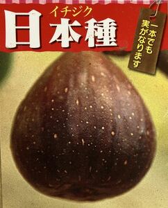  fig Japan kind sapling 