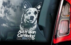 海外限定 新品 オーストラリアン キャトル ドッグ ステッカー