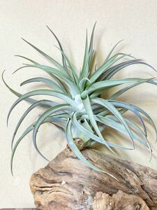 [Пограничные растения] [Current] Tilandia halicy x xerographica bromeria air plantz