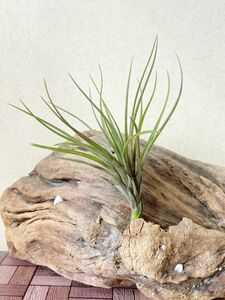 【Frontier Plants】チランジア・ドゥラ T. dura ブロメリア　エアープランツ