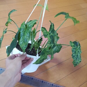 シンゴニウム シンゴニューム モヒート 吊り鉢 B